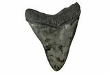 Serrated, Fossil Megalodon Tooth - South Carolina #169208-1
